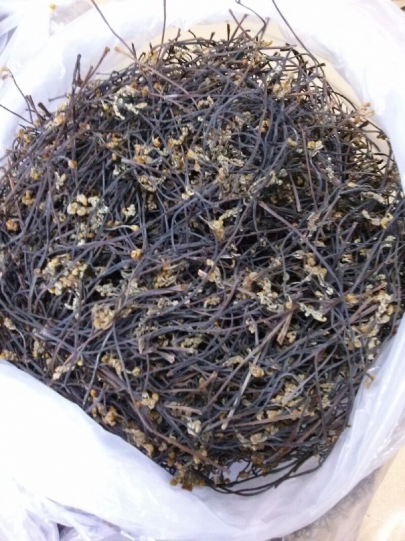 마가팜,정선 마가목 열매 추출 마가목