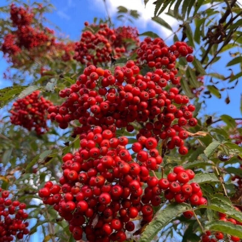 마가팜,정선 마가목 열매 추출 마가목